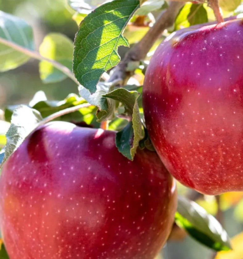 Apple Tree Champion