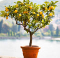 Meyer Lemon Tree -Lisa- 30 cm