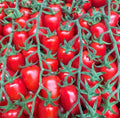 DATE TOMATOES